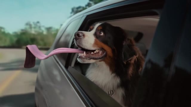A dog with its tongue in the wind from LeapMotor I Feel Good